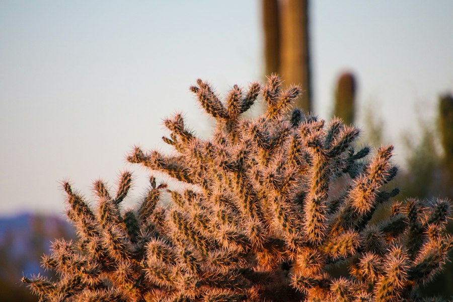 The Top 5 Benefits of Using Phoenix Tears and Where to Buy Them Online